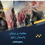 دامپزشکی سیار و شبانه روری دکتر دولت آبادی