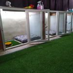 پانسیون سگ مهد سگ