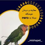 دامپزشکی سیار و شبانه روری دکتر دولت آبادی