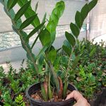 مجموعه گلخانه محلات اریکا