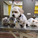 آرایشگاه حیوانات خانگی غزل پتگرومینگ