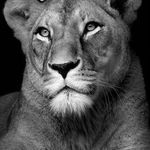 طراحی سیاه قلم الهام