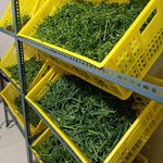 سبزیجات و عطاری معجزه