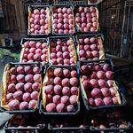 بار فروشی برادران محمد شفیعی  و مراد نوری