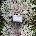 گلفروشی جیران