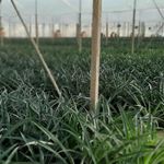 نهال های خاص استوایی