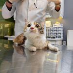 کلینیک دامپزشکی و پت شاپ اگزو