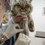 کلینیک دامپزشکی و پت شاپ اگزو