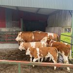 فروش گوساله در گرگان