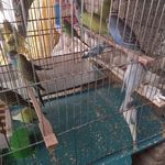 فروشگاه لوازم پرنده و پرنده فروشی کاکلی