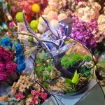 گلسرای رز سفید