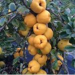 معین نهال برتر