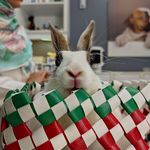 کلینیک دامپزشکی و پت شاپ اگزو