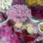 پخش گل وبلور جات و تنگ محمدی