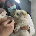 کلینیک دامپزشکی و پت شاپ اگزو