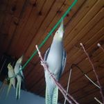 پرورش دهنده و فروشنده طوطی سانان • مقدم