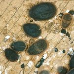 شرکت سمپاشی نانوفناوران (پاسداران)