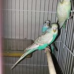 پرورش دهنده و فروشنده طوطی سانان • مقدم