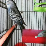 پرورش دهنده و فروشنده طوطی سانان • مقدم