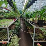 گلخانه دکوپلنت