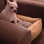 پانسیون نگهداری حیوانات خانگی بابل