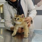 کلینیک دامپزشکی و پت شاپ اگزو