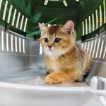 کلینیک دامپزشکی و پت شاپ اگزو