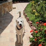 پانسیون نگهداری حیوانات خانگی بابل