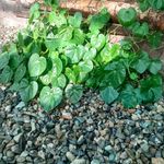 کافی شاپ و کافه باغچه گردو