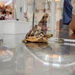 کلینیک دامپزشکی و پت شاپ اگزو