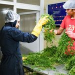 سبزیجات منجمد ویدا