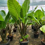 گلخانه رُهام کاکتوس