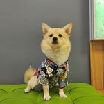 کلینیک دامپزشکی و پت شاپ اگزو