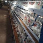 خرید فروش تجهیزات مرغداری