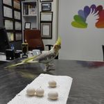 کلینیک دامپزشکی و پت شاپ اگزو