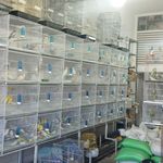 پرنده سرای محمدزینلی
