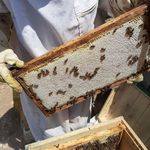 عسل هرا (کاملا طبیعی و ارگانیک)