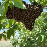 عسل هرا (کاملا طبیعی و ارگانیک)
