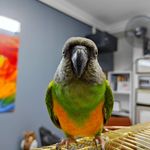 کلینیک دامپزشکی و پت شاپ اگزو