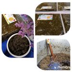 محصولات خانگی گل بانو