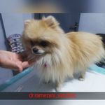 کلینیک دامپزشکی دکتر رمضانی