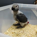 کلینیک دامپزشکی و پت شاپ اگزو