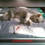 کلینیک دامپزشکی دکتر رمضانی