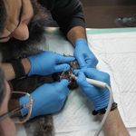 کلینیک دامپزشکی و پت شاپ اگزو