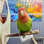 کلینیک دامپزشکی و پت شاپ اگزو