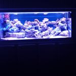 طراحی و اجرای آکواریوم آب شور