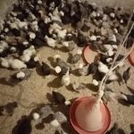 جوجه وتخم نطفه دار مرغ خروس زینتی