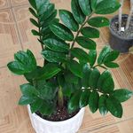 گالری گل مرجان