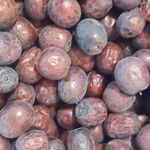 عمده فروشی زرشک و عناب