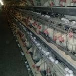 قفس سازی چوبداری